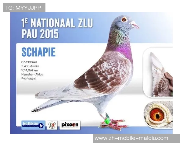 荷兰与智利比赛数据分析及关键统计信息全面解读 荷兰与智利比赛数据分析及关键统计信息全面解读